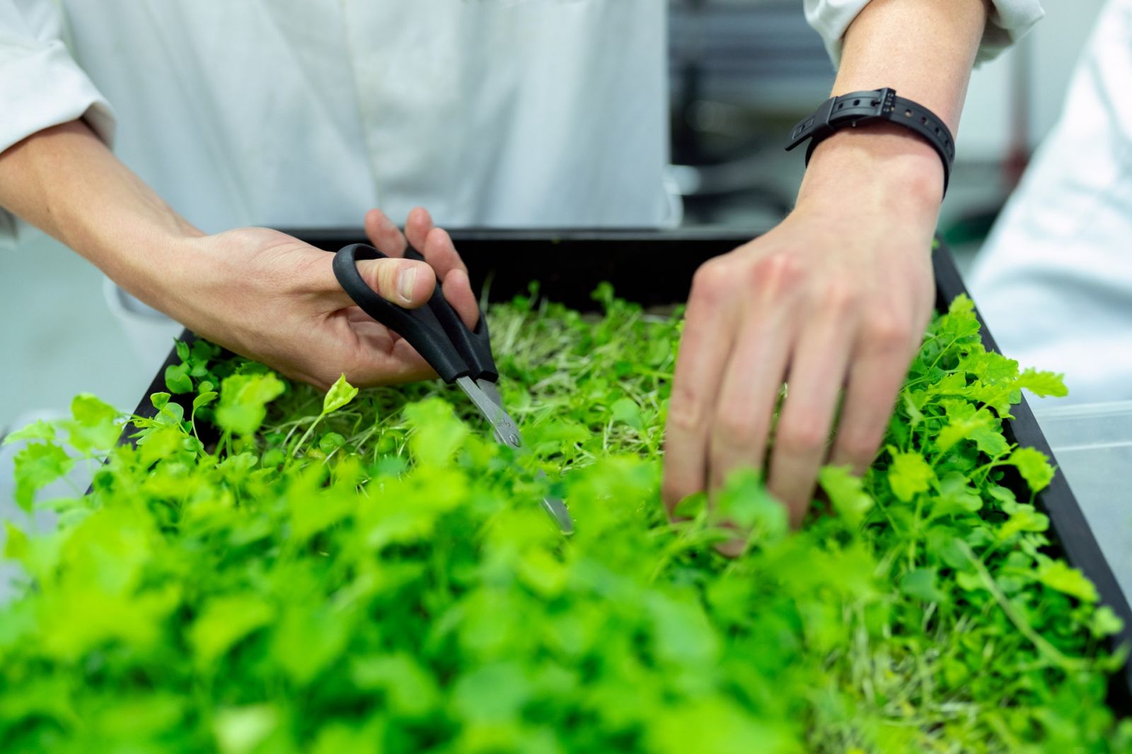 Hands tending to plants